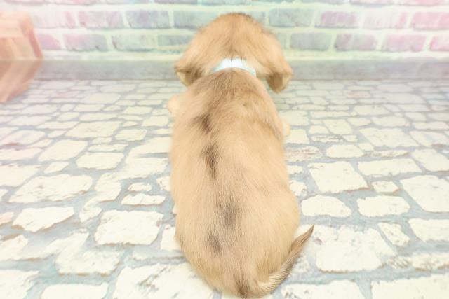 北海道のミニチュアダックスフンド(ロング) (Coo&RIKU札幌東店/2025年12月14日生まれ/男の子/シェーデットイエロー)の子犬の4枚目の画像