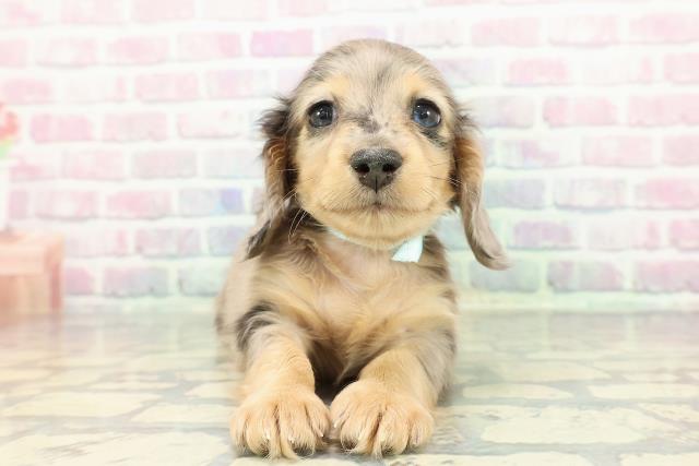 東京都のミニチュアダックスフンド(ロング) (Coo&RIKU中野サンモール店/2025年12月14日生まれ/男の子/シルバーダップル)の子犬の1枚目の画像