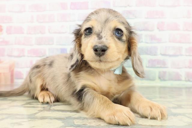 東京都のミニチュアダックスフンド(ロング) (Coo&RIKU中野サンモール店/2025年12月14日生まれ/男の子/シルバーダップル)の子犬の3枚目の画像