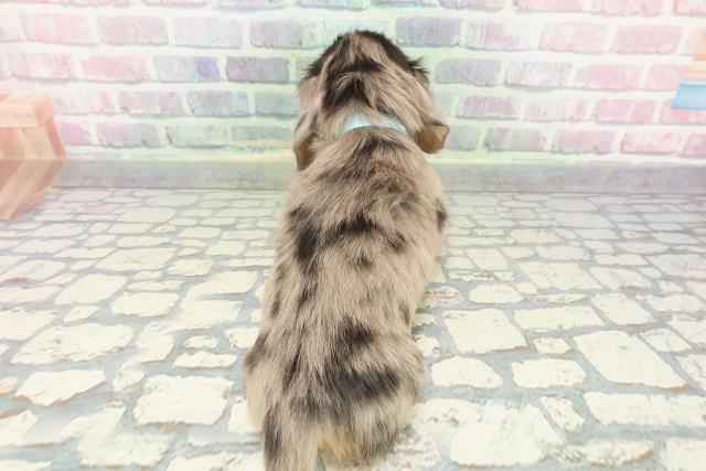 東京都のミニチュアダックスフンド(ロング) (Coo&RIKU中野サンモール店/2025年12月14日生まれ/男の子/シルバーダップル)の子犬の4枚目の画像