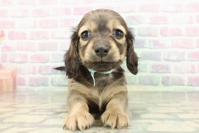 山形県のミニチュアダックスフンド(ロング) (Coo&RIKU山形店/2025年12月14日生まれ/男の子/シェーデットイエロー)の子犬の1枚目の画像