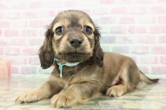 山形県のミニチュアダックスフンド(ロング) (Coo&RIKU山形店/2025年12月14日生まれ/男の子/シェーデットイエロー)の子犬の2枚目の画像