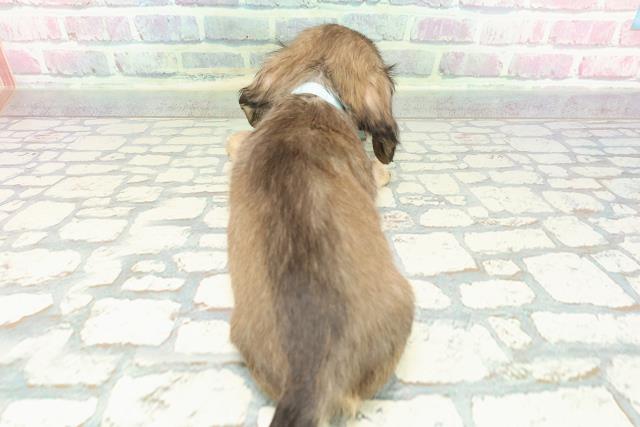 山形県のミニチュアダックスフンド(ロング) (Coo&RIKU山形店/2025年12月14日生まれ/男の子/シェーデットイエロー)の子犬の4枚目の画像