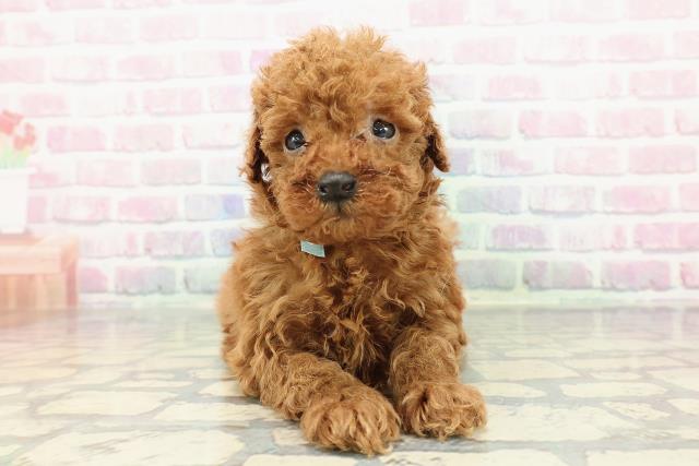 山形県のトイプードル(トイ) (Coo&RIKUイオンタウン酒田店/2025年12月14日生まれ/男の子/レッド)の子犬の1枚目の画像