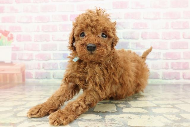 山形県のトイプードル(トイ) (Coo&RIKUイオンタウン酒田店/2025年12月14日生まれ/男の子/レッド)の子犬の2枚目の画像