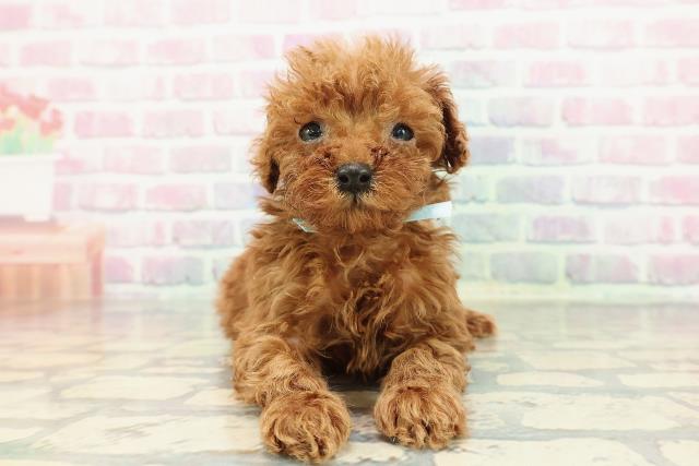 千葉県のトイプードル(トイ) (Coo&RIKU東船橋店/2025年12月14日生まれ/男の子/レッド)の子犬の1枚目の画像