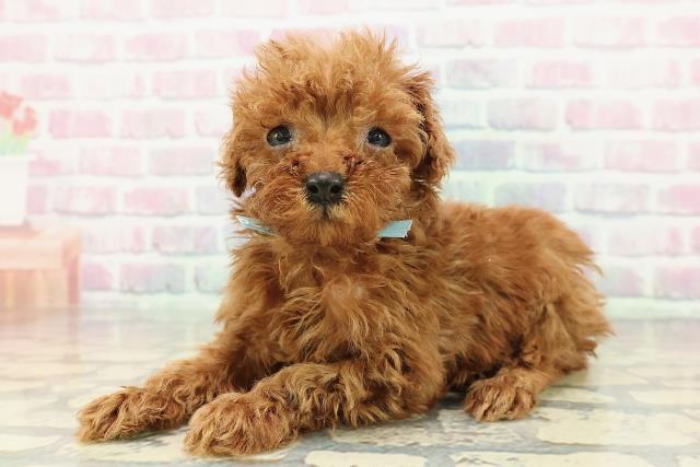 千葉県のトイプードル(トイ) (Coo&RIKU東船橋店/2025年12月14日生まれ/男の子/レッド)の子犬の2枚目の画像