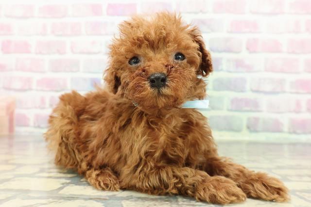 千葉県のトイプードル(トイ) (Coo&RIKU東船橋店/2025年12月14日生まれ/男の子/レッド)の子犬の3枚目の画像