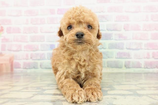 秋田県のトイプードル(トイ) (Coo&RIKU秋田店/2025年12月14日生まれ/男の子/アプリコット)の子犬の1枚目の画像