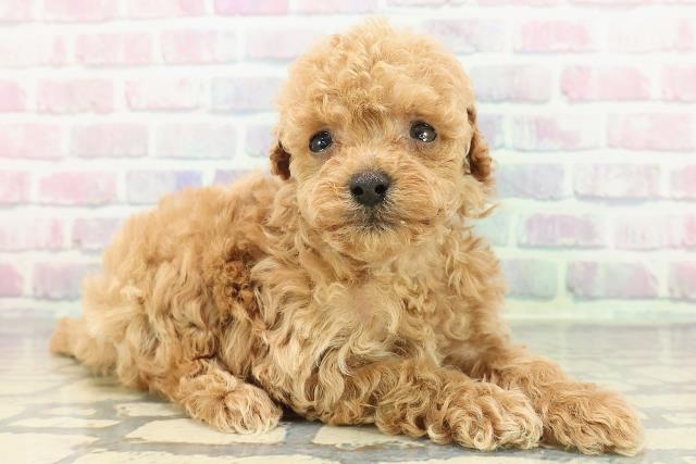 秋田県のトイプードル(トイ) (Coo&RIKU秋田店/2025年12月14日生まれ/男の子/アプリコット)の子犬の3枚目の画像