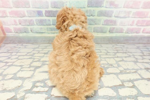 秋田県のトイプードル(トイ) (Coo&RIKU秋田店/2025年12月14日生まれ/男の子/アプリコット)の子犬の4枚目の画像
