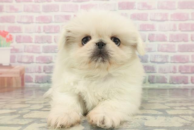 東京都のペキニーズ (Coo&RIKU池袋西口店/2025年12月14日生まれ/男の子/ホワイト)の子犬