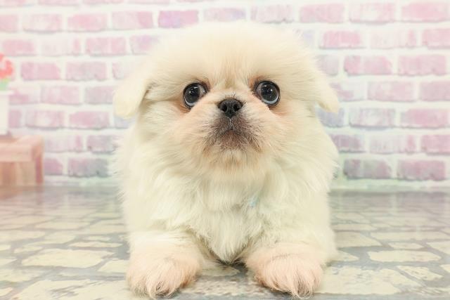 東京都のペキニーズ (Coo&RIKU大久保店/2025年12月14日生まれ/男の子/ホワイト)の子犬の1枚目の画像