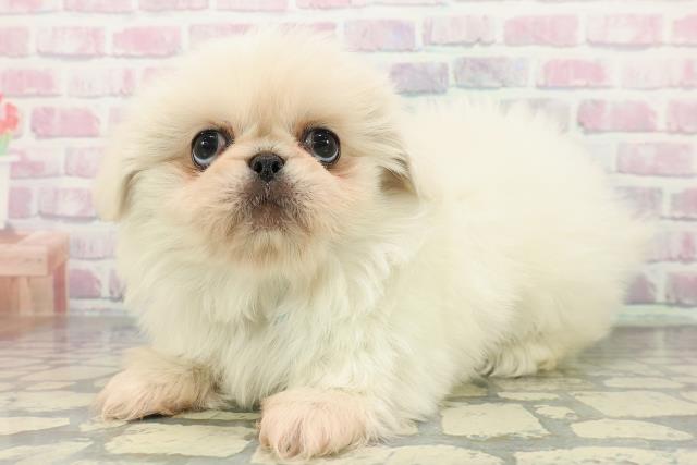 東京都のペキニーズ (Coo&RIKU大久保店/2025年12月14日生まれ/男の子/ホワイト)の子犬の2枚目の画像