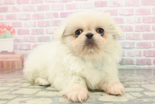 東京都のペキニーズ (Coo&RIKU大久保店/2025年12月14日生まれ/男の子/ホワイト)の子犬の3枚目の画像