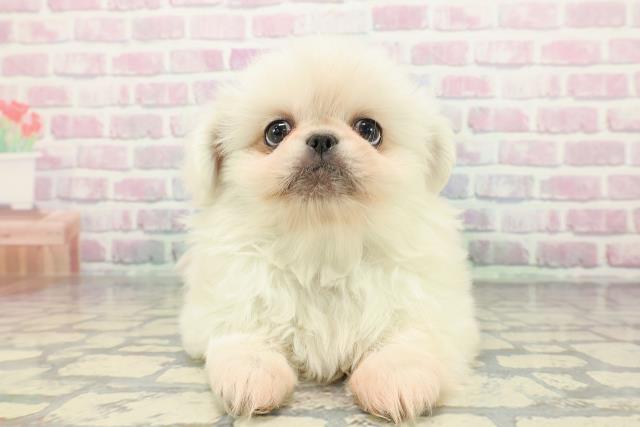 長野県のペキニーズ (Coo&RIKU松本店/2025年12月14日生まれ/男の子/ホワイト)の子犬