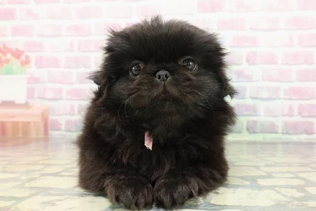東京都のペキニーズ (Coo&RIKU浅草店/2025年12月14日生まれ/女の子/ブラック)の子犬の1枚目の画像