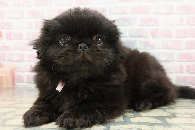 東京都のペキニーズ (Coo&RIKU浅草店/2025年12月14日生まれ/女の子/ブラック)の子犬の2枚目の画像