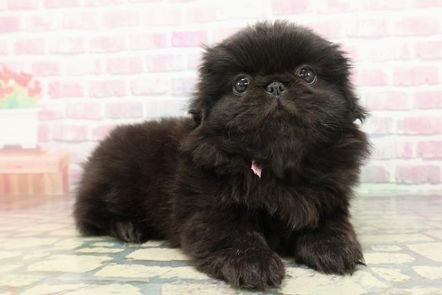 東京都のペキニーズ (Coo&RIKU浅草店/2025年12月14日生まれ/女の子/ブラック)の子犬の3枚目の画像