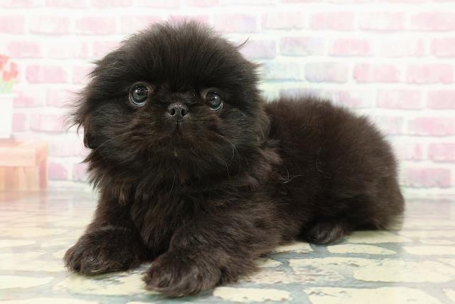 東京都のペキニーズ (Coo&RIKU下北沢店/2025年12月14日生まれ/女の子/ブラック)の子犬の2枚目の画像