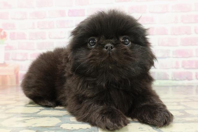 東京都のペキニーズ (Coo&RIKU下北沢店/2025年12月14日生まれ/女の子/ブラック)の子犬の3枚目の画像