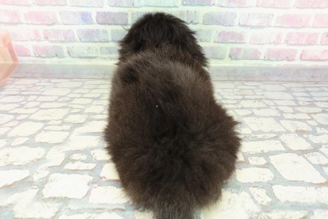 東京都のペキニーズ (Coo&RIKU下北沢店/2025年12月14日生まれ/女の子/ブラック)の子犬の4枚目の画像