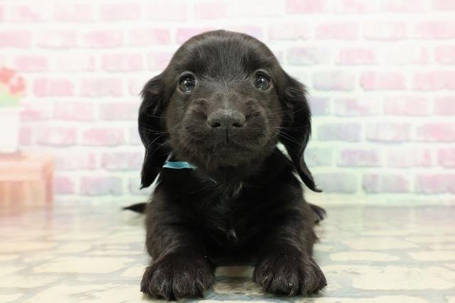 新潟県のカニンヘンダックスフンド(ロング) (Coo&RIKU新潟西店/2025年12月12日生まれ/男の子/ブラック)の子犬の1枚目の画像