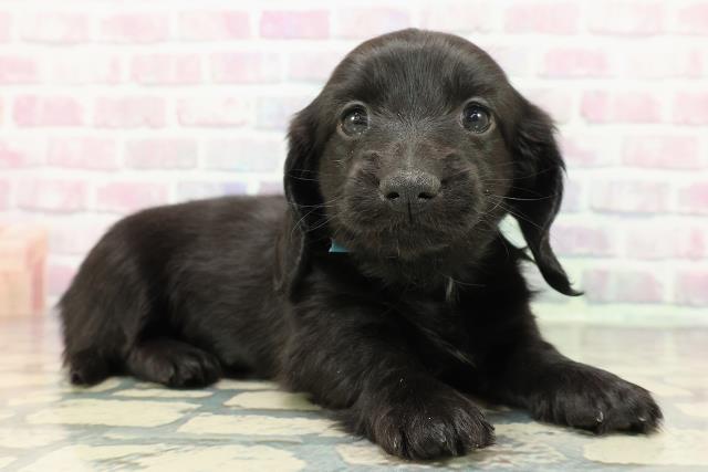 新潟県のカニンヘンダックスフンド(ロング) (Coo&RIKU新潟西店/2025年12月12日生まれ/男の子/ブラック)の子犬の3枚目の画像