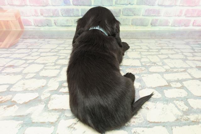 新潟県のカニンヘンダックスフンド(ロング) (Coo&RIKU新潟西店/2025年12月12日生まれ/男の子/ブラック)の子犬の4枚目の画像