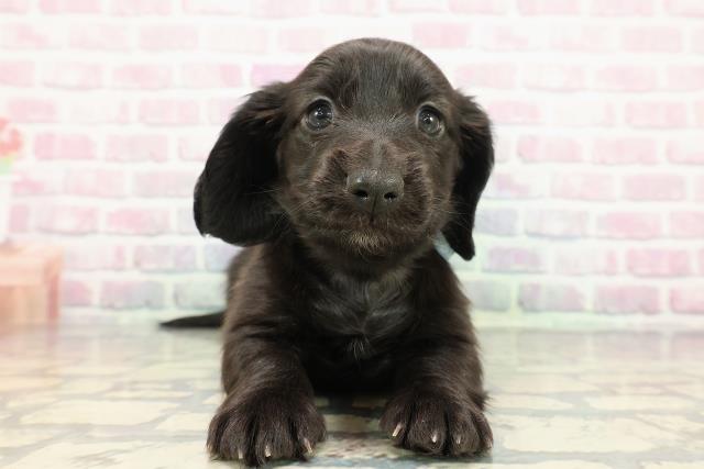 埼玉県のカニンヘンダックスフンド(ロング) (Coo&RIKU春日部店/2025年12月12日生まれ/男の子/ブラック)の子犬の1枚目の画像