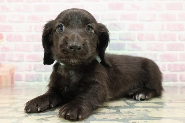 埼玉県のカニンヘンダックスフンド(ロング) (Coo&RIKU春日部店/2025年12月12日生まれ/男の子/ブラック)の子犬の2枚目の画像