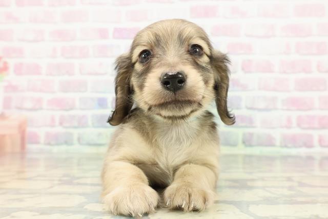 埼玉県のカニンヘンダックスフンド(ロング) (Coo&RIKU熊谷ニットーモール店/2025年12月12日生まれ/男の子/シェーデットイエロー)の子犬の1枚目の画像