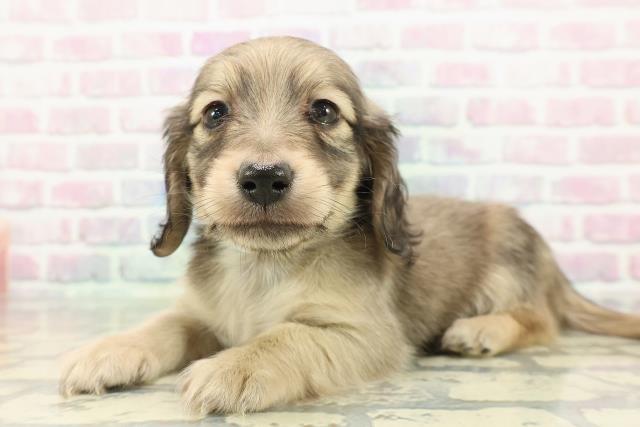 埼玉県のカニンヘンダックスフンド(ロング) (Coo&RIKU熊谷ニットーモール店/2025年12月12日生まれ/男の子/シェーデットイエロー)の子犬の2枚目の画像