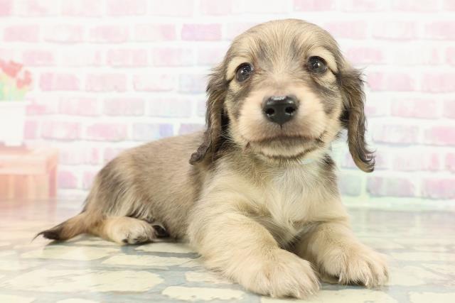 埼玉県のカニンヘンダックスフンド(ロング) (Coo&RIKU熊谷ニットーモール店/2025年12月12日生まれ/男の子/シェーデットイエロー)の子犬の3枚目の画像