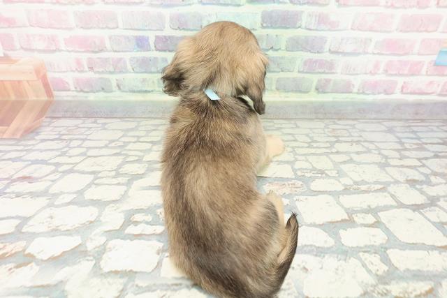 埼玉県のカニンヘンダックスフンド(ロング) (Coo&RIKU熊谷ニットーモール店/2025年12月12日生まれ/男の子/シェーデットイエロー)の子犬の4枚目の画像