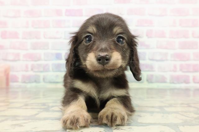 新潟県のカニンヘンダックスフンド(ロング) (Coo&RIKU新潟東店/2025年12月12日生まれ/男の子/ブラックタン)の子犬の1枚目の画像