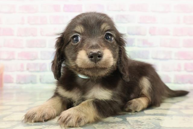 新潟県のカニンヘンダックスフンド(ロング) (Coo&RIKU新潟東店/2025年12月12日生まれ/男の子/ブラックタン)の子犬の2枚目の画像