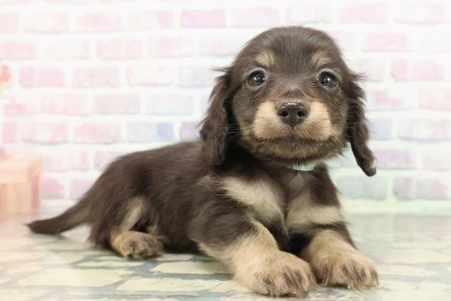 新潟県のカニンヘンダックスフンド(ロング) (Coo&RIKU新潟東店/2025年12月12日生まれ/男の子/ブラックタン)の子犬の3枚目の画像