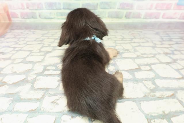 新潟県のカニンヘンダックスフンド(ロング) (Coo&RIKU新潟東店/2025年12月12日生まれ/男の子/ブラックタン)の子犬の4枚目の画像