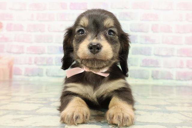 新潟県のカニンヘンダックスフンド(ロング) (Coo&RIKU長岡店/2025年12月12日生まれ/女の子/ブラックタン)の子犬の1枚目の画像