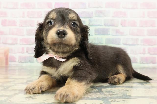 新潟県のカニンヘンダックスフンド(ロング) (Coo&RIKU長岡店/2025年12月12日生まれ/女の子/ブラックタン)の子犬の2枚目の画像