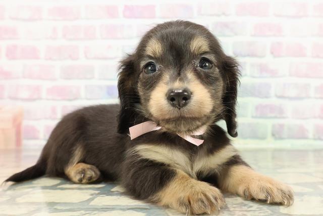 新潟県のカニンヘンダックスフンド(ロング) (Coo&RIKU長岡店/2025年12月12日生まれ/女の子/ブラックタン)の子犬の3枚目の画像