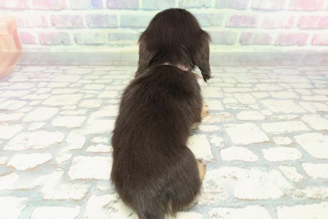 新潟県のカニンヘンダックスフンド(ロング) (Coo&RIKU長岡店/2025年12月12日生まれ/女の子/ブラックタン)の子犬の4枚目の画像