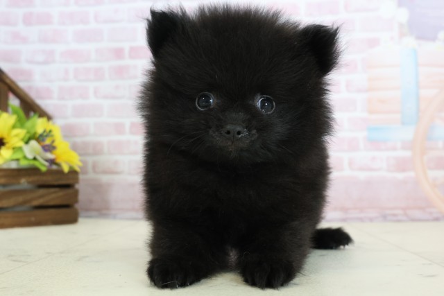 大分県のポメラニアン (Coo&RIKU大分店/2025年12月12日生まれ/男の子/ブラックホワイト)の子犬の1枚目の画像