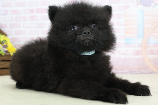 大分県のポメラニアン (Coo&RIKU大分店/2025年12月12日生まれ/男の子/ブラックホワイト)の子犬の2枚目の画像