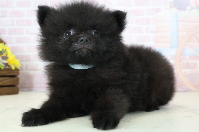 大分県のポメラニアン (Coo&RIKU大分店/2025年12月12日生まれ/男の子/ブラックホワイト)の子犬の3枚目の画像