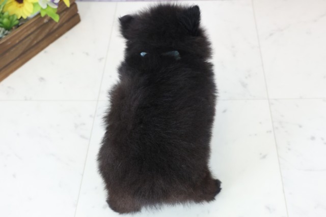 大分県のポメラニアン (Coo&RIKU大分店/2025年12月12日生まれ/男の子/ブラックホワイト)の子犬の4枚目の画像