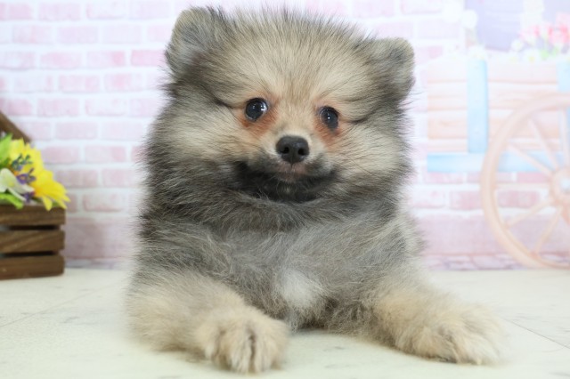 熊本県のポメラニアン (Coo&RIKU宇土シティモール店/2025年12月12日生まれ/男の子/ウルフセーブル)の子犬の1枚目の画像