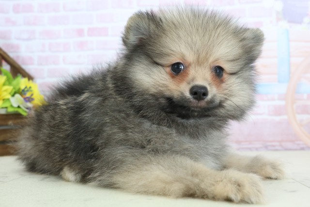 熊本県のポメラニアン (Coo&RIKU宇土シティモール店/2025年12月12日生まれ/男の子/ウルフセーブル)の子犬の2枚目の画像