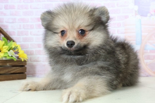 熊本県のポメラニアン (Coo&RIKU宇土シティモール店/2025年12月12日生まれ/男の子/ウルフセーブル)の子犬の3枚目の画像